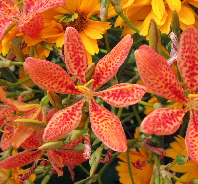 Blackberry Lily Natorp's Online Plant Store